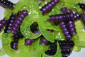 2" Hot Grubs Twister Tails Crappie Walleye Bass Fishing 50 Pack (Purple Shad) #44